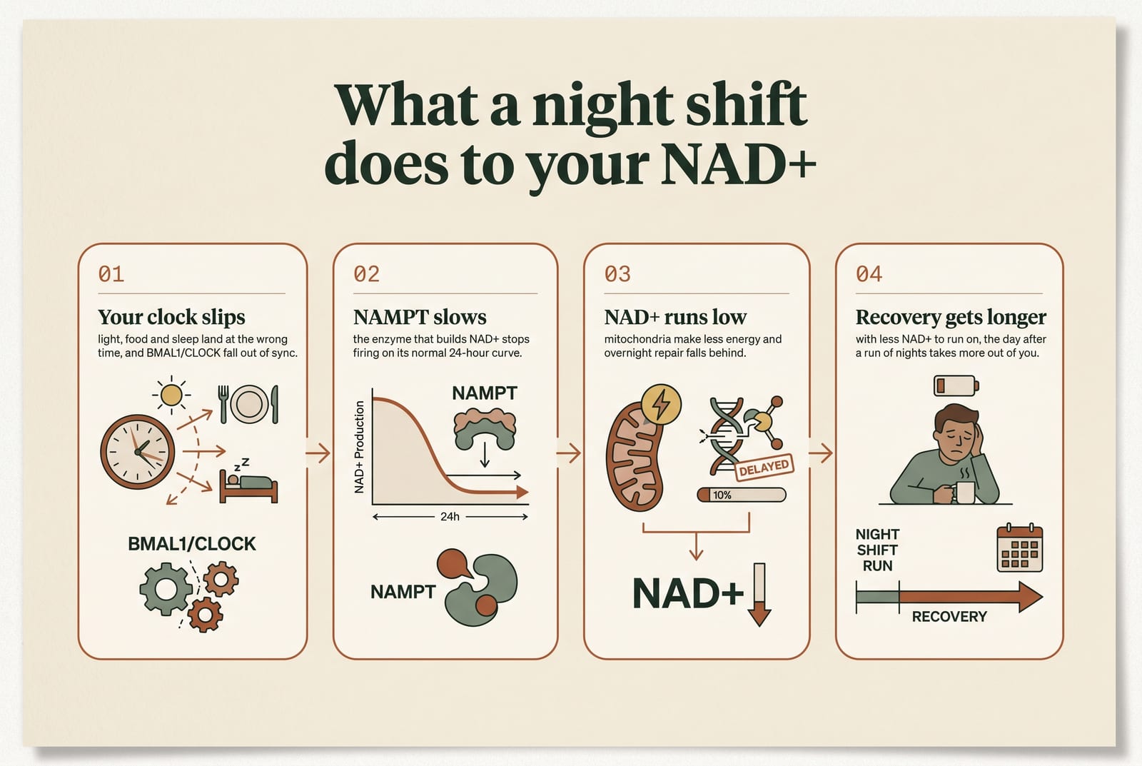 Four-stage diagram, what a night shift does to your NAD+. Stage 1, your clock slips: light, food and sleep land at the wrong time and BMAL1/CLOCK fall out of sync. Stage 2, NAMPT slows: the enzyme that builds NAD+ stops firing on its normal 24-hour curve. Stage 3, NAD+ runs low: mitochondria make less energy and overnight repair falls behind. Stage 4, recovery gets longer: with less NAD+ to run on, the day after a run of nights takes more out of you.