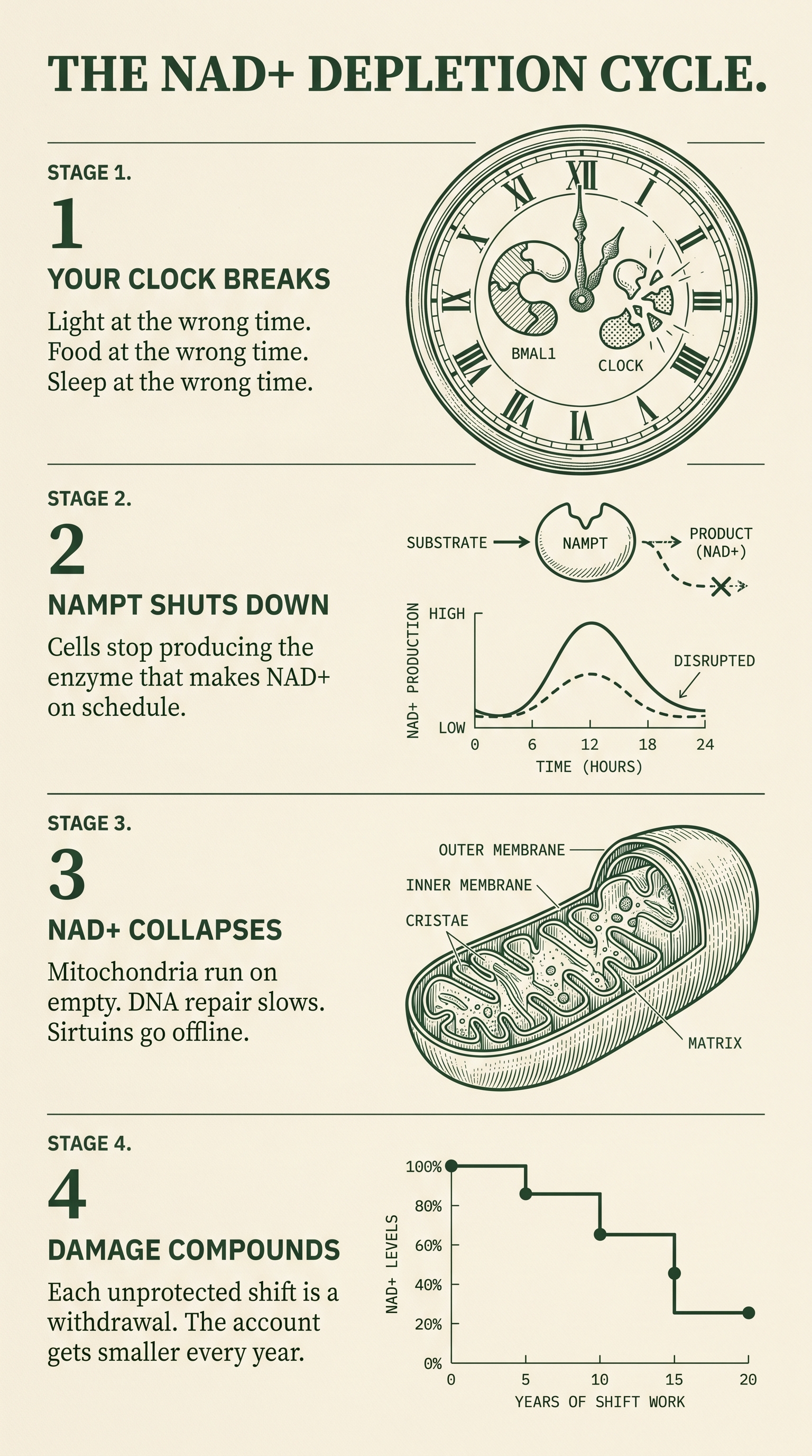 Infographic: the four-stage NAD+ depletion cycle — Stage 1, your clock breaks (light, food, sleep at the wrong time, BMAL1/CLOCK confused); Stage 2, NAMPT shuts down (NAD+ production blunted on a 24-hour curve); Stage 3, NAD+ collapses (mitochondria run on empty, DNA repair slows, sirtuins offline); Stage 4, damage compounds (NAD+ levels step down with years of shift work)